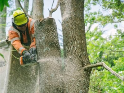 Tree Removal